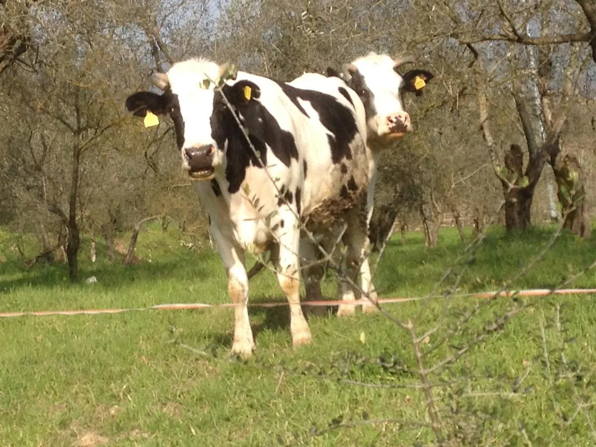 Farma Country Resort Il Frassine Rignano sullʼArno